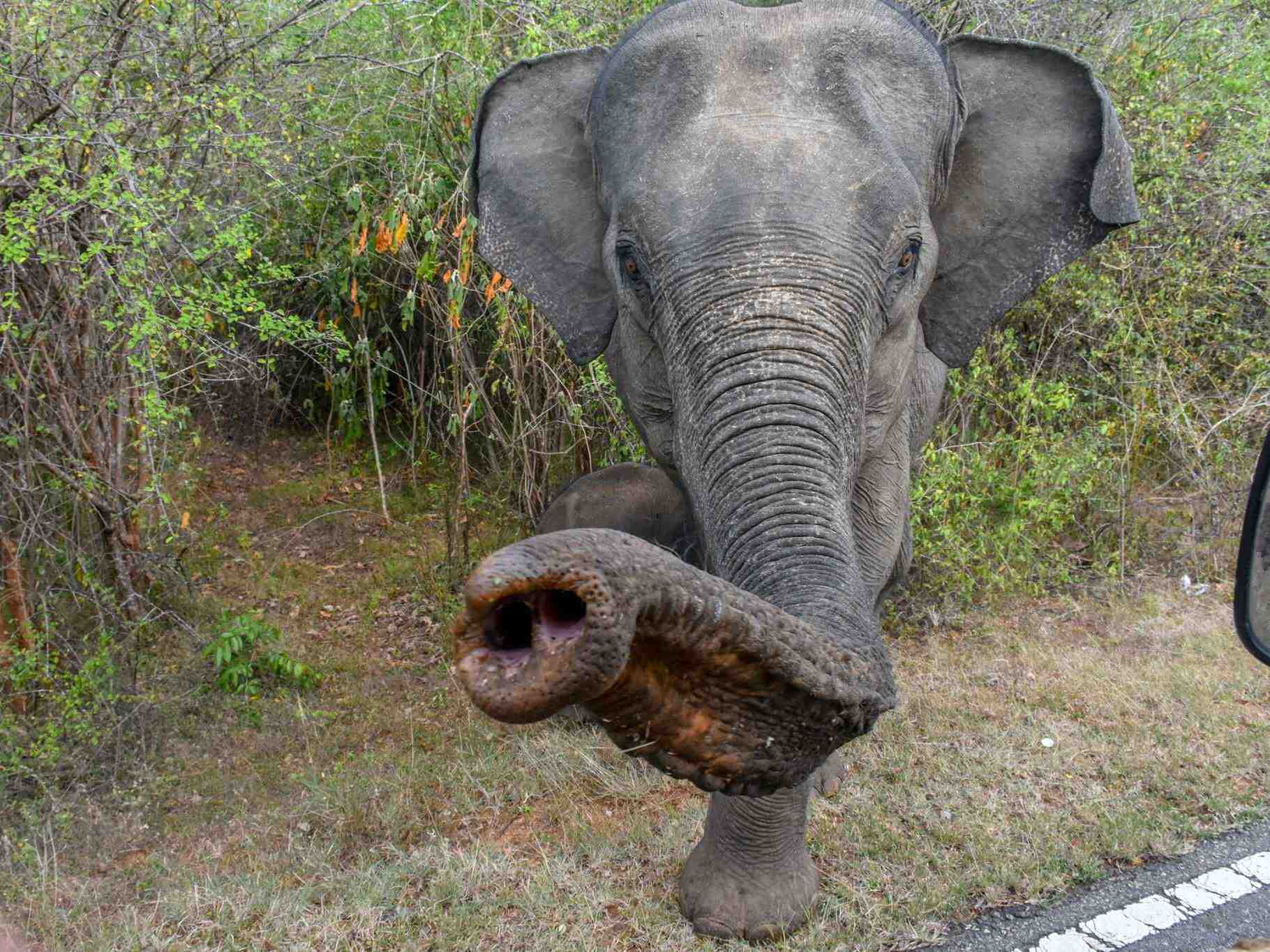A wild Sri Lankan elephant walking on the road near a safari jeep.