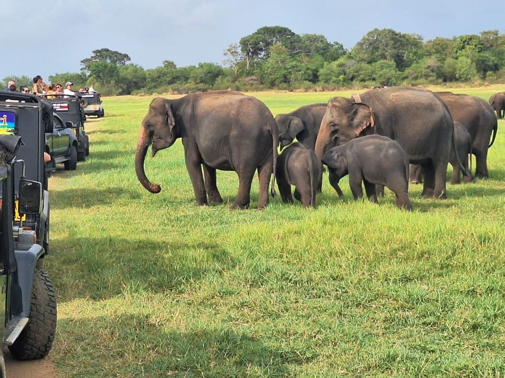 A large herd of elephants at the famous Gathering in Minneriya National Park.