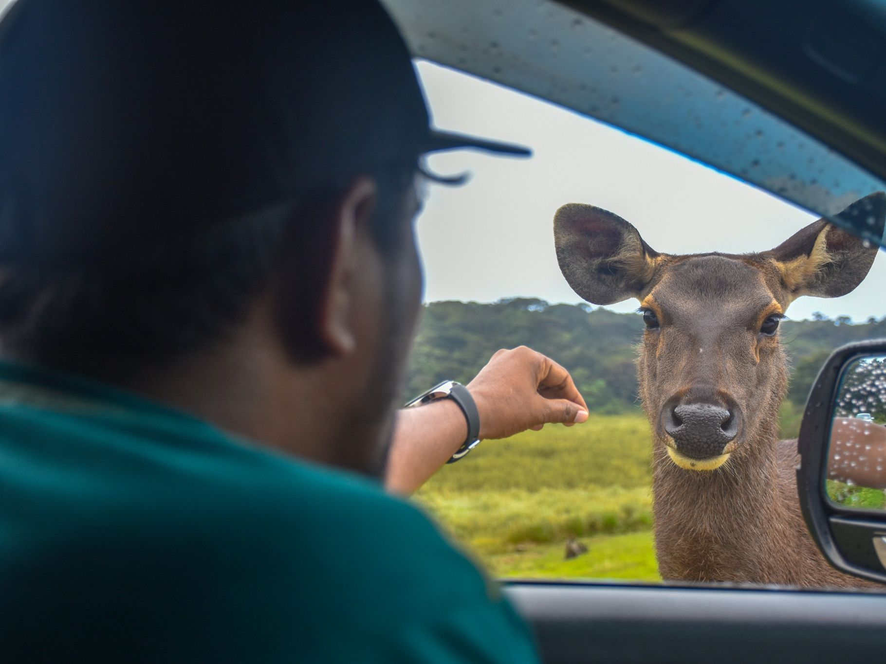 A Sambar Deer grazing in the grasslands of Horton Plains National Park.