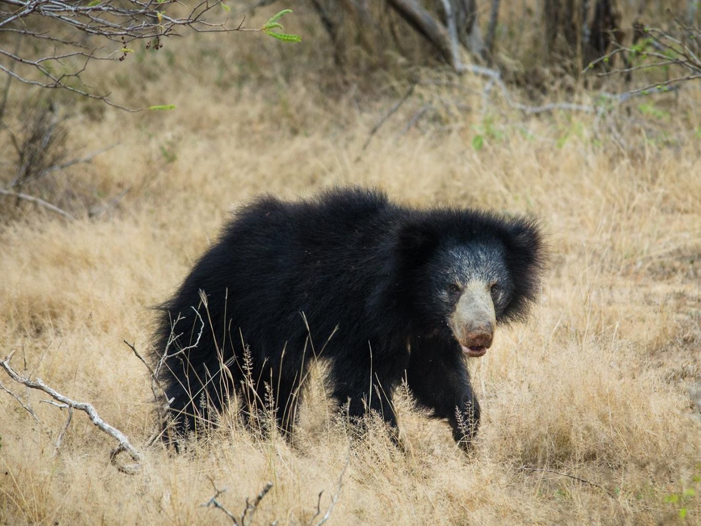 A rare sighting of a Sloth Bear in a Sri Lankan national park.