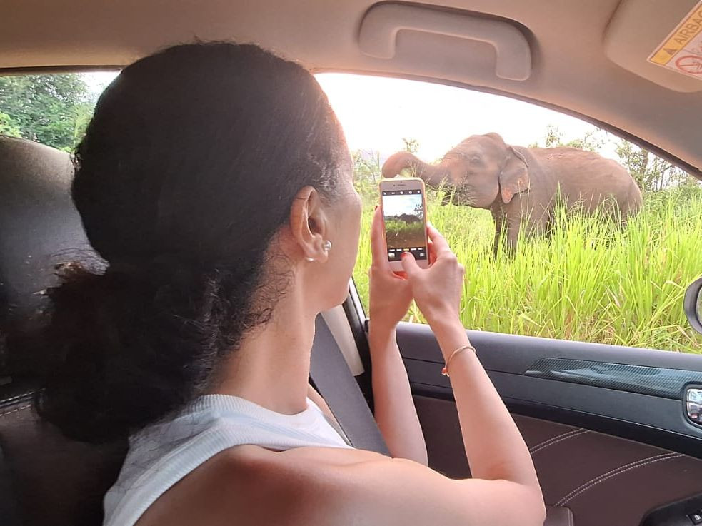 A majestic wild elephant in its natural habitat in Sri Lanka.
