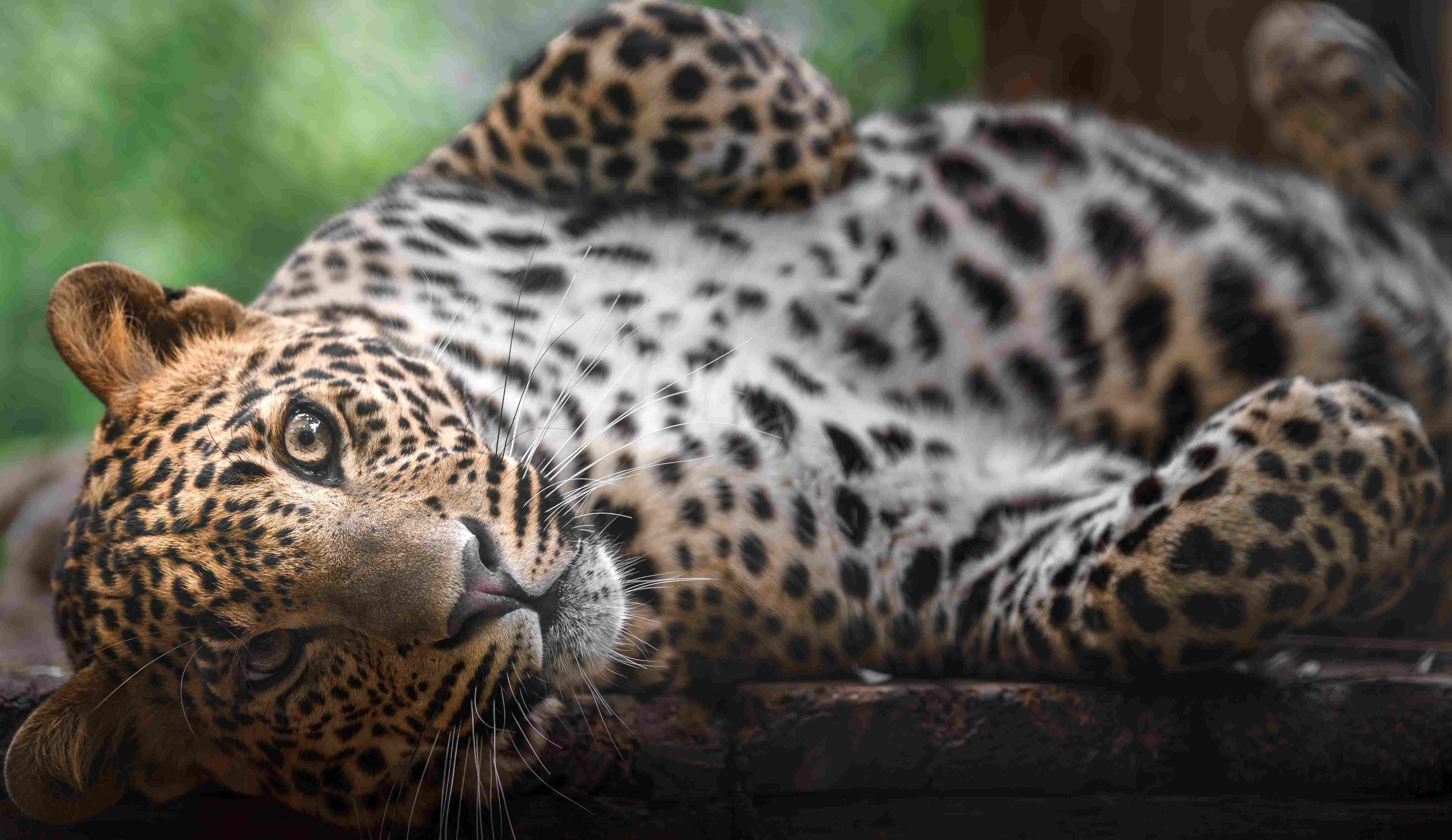 A leopard looking directly at the camera in Yala National Park, Sri Lanka.