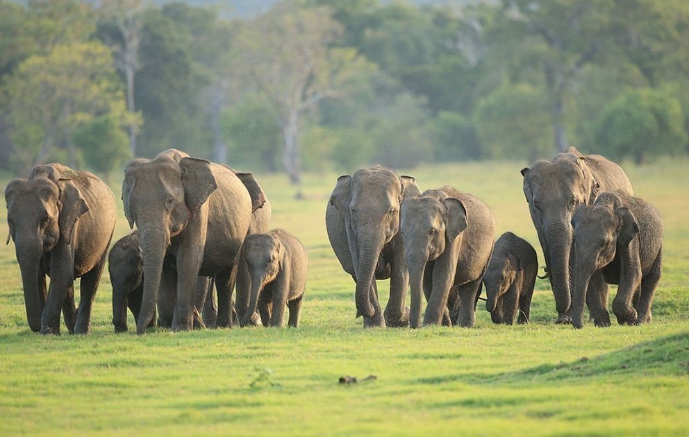 Udawalawe National Park