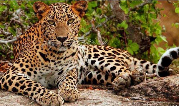 View of Yala National Park, a popular tourist destination in Sri Lanka.